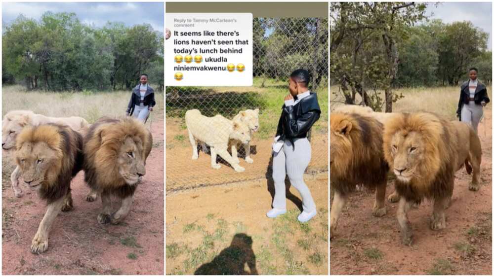 Lions and human relationship/lady walked lions. Lions and human relationship/lady walked lions.