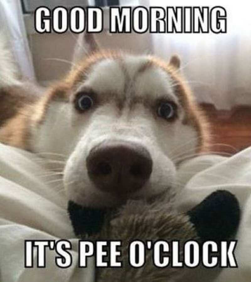 funny good morning instagram pictures