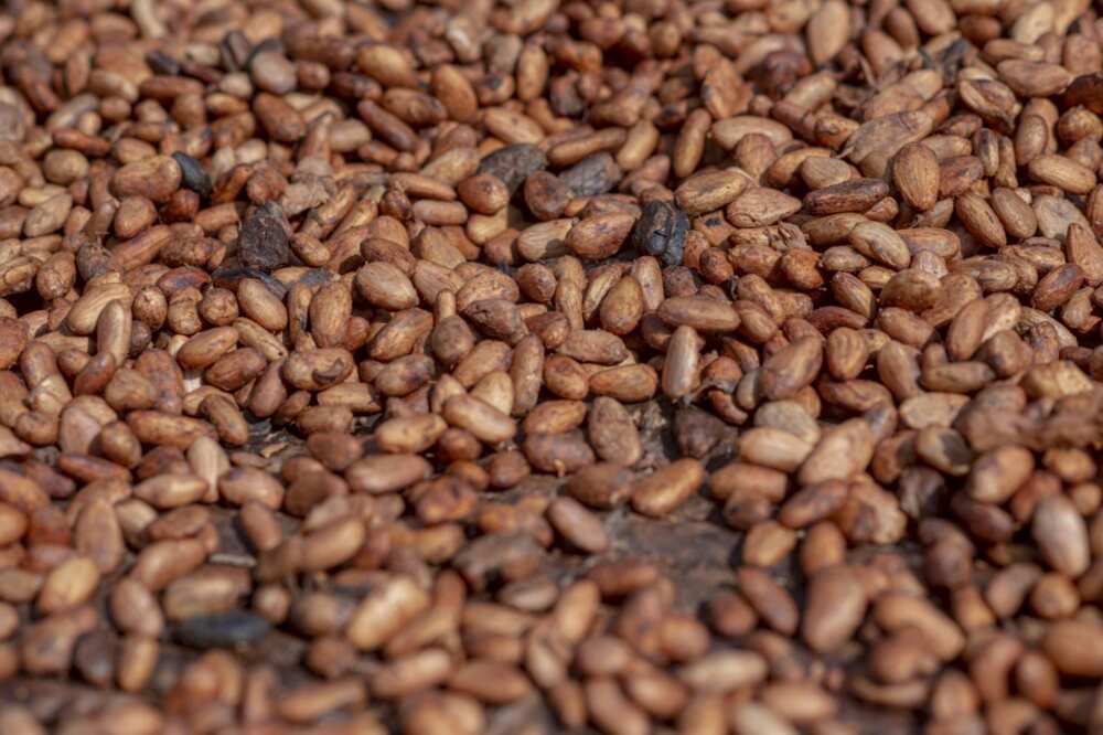 Cocoa crops generate about $2 billion in foreign exchange annually in a major contributor to government revenue and growth