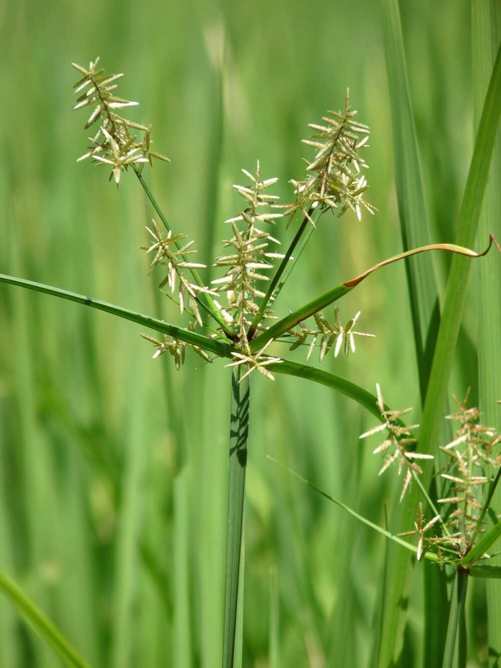 Cyperus rotundus