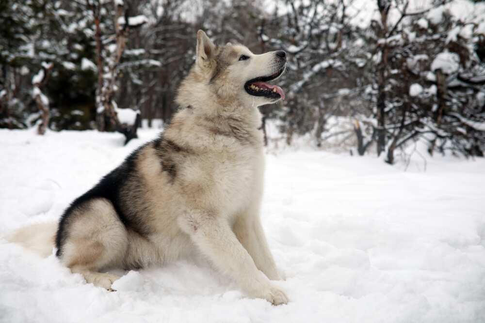 animal le plus beau du monde