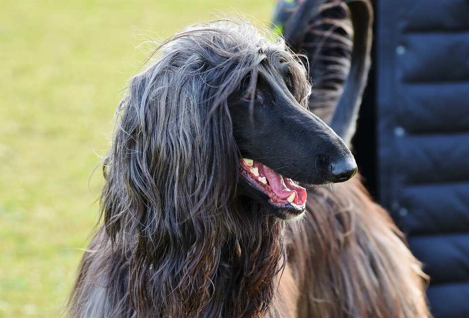 Most expensive dog breeds 2018 Most expensive dog breeds 2018