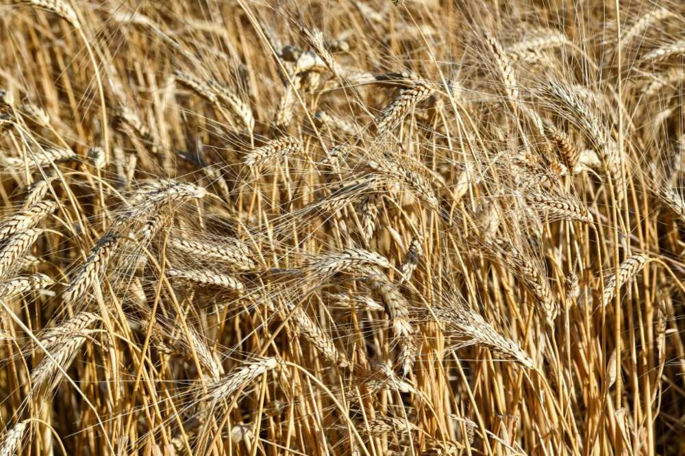 Unharvested wheat kernels in a field in the Sidi Thabet region