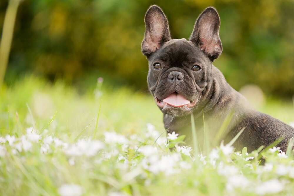 adorable puppies adorable puppies