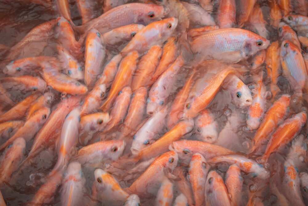 Fish farming in Nigeria Fish farming in Nigeria
