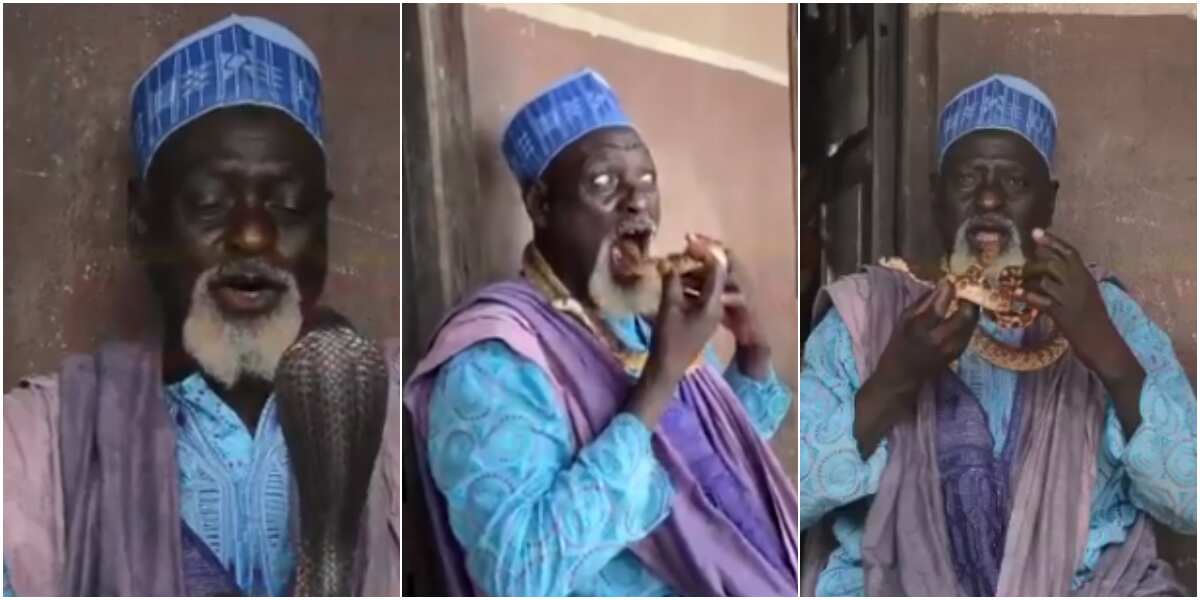 71-year-old Nigerian man wows social media as he tells snakes to dance, puts them in his mouth in scary performance (video)