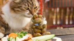 Pourquoi les chats sont-ils dingues des olives ? L'enquête !