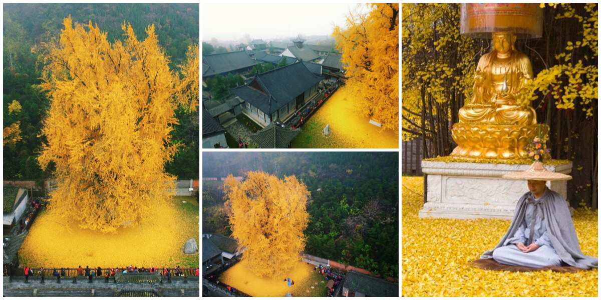 Beautiful photos of 1400-year-old tree that sheds golden leaves stun the internet, many want the leaves