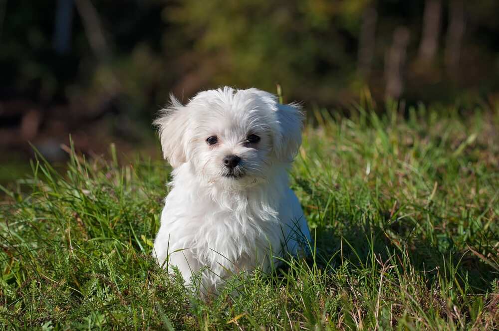 what dog am I what dog am I