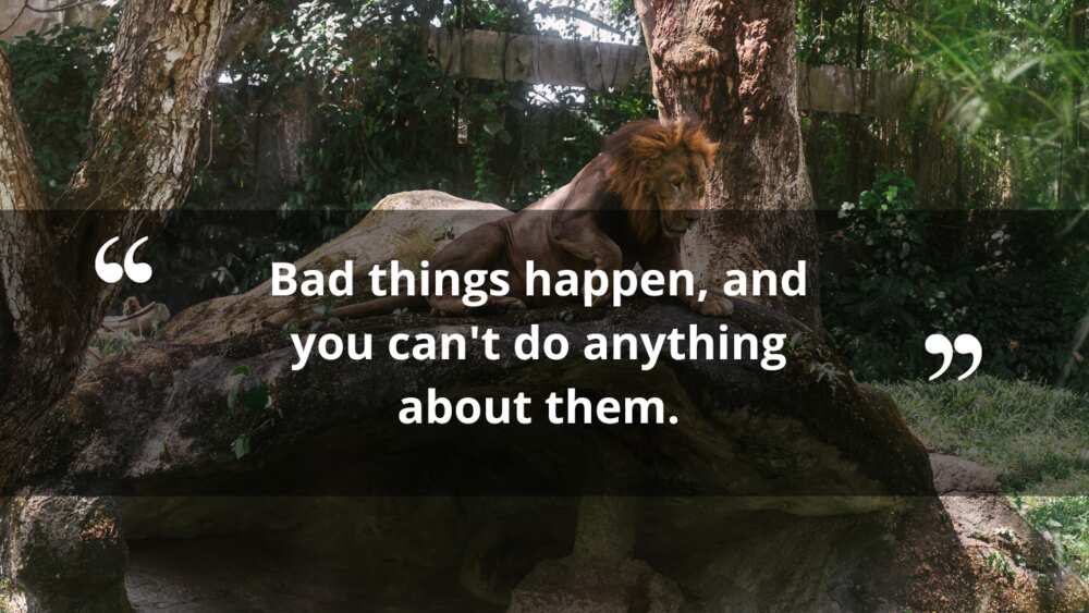 lion king quotes by mufasa lion king quotes by mufasa