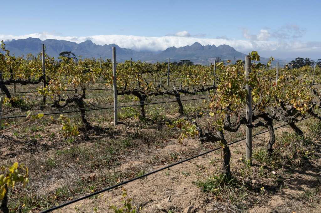 Wine growers ‘on tip of Africa’ race to adapt to climate change