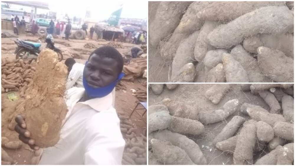 A collage showing the yam seller and the tubers. Photo source: Twitter/Safiyanu Yushau