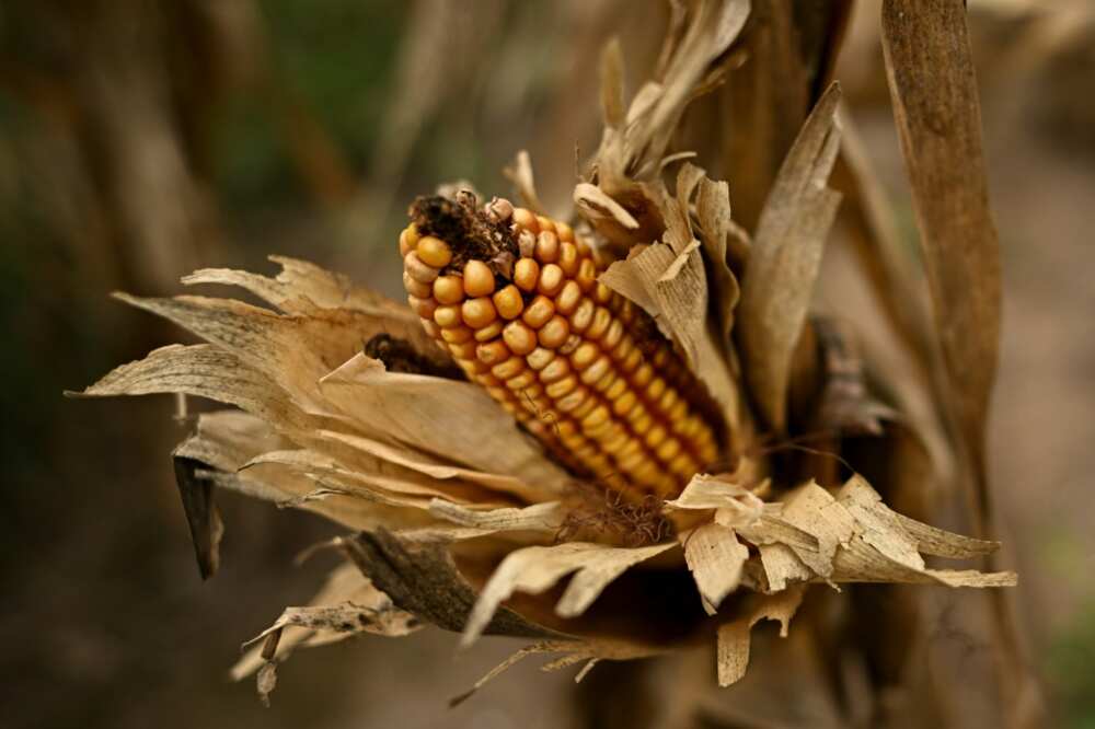 Soil moisture is down to  about five percent