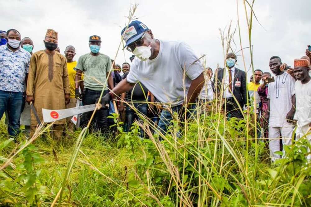 Girman kai rawanin tsiya: An hango gwamnan Kwara yana yankar ciyawa