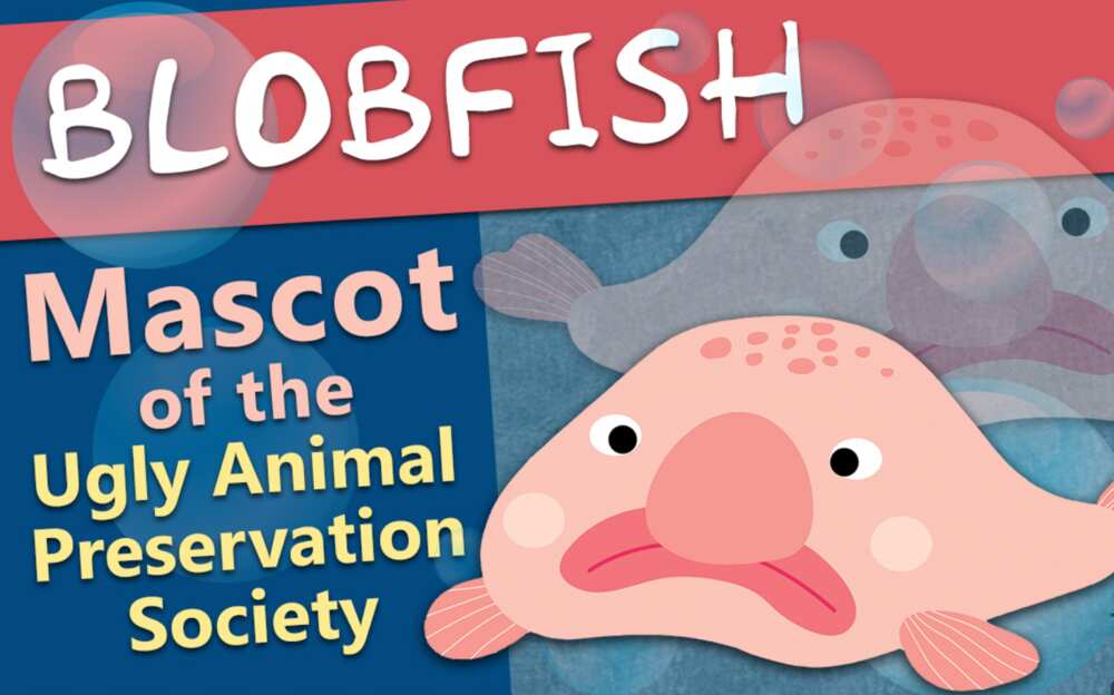 Blobfish