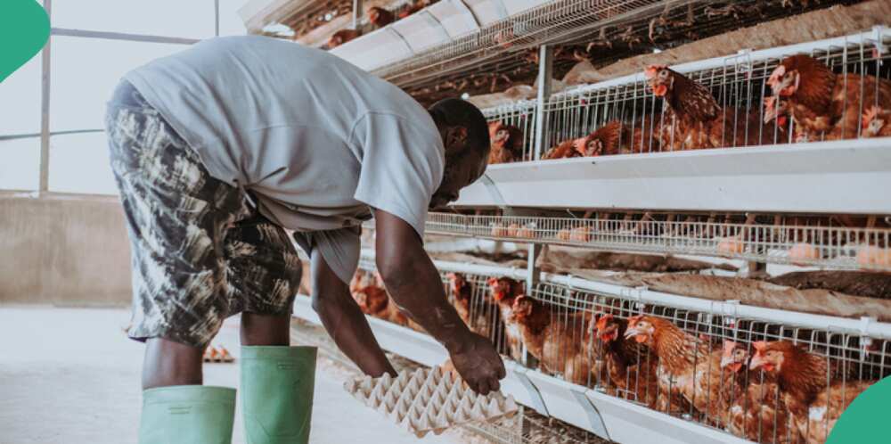 What it will take to start and profit from a poultry business