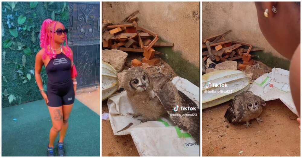 Nigerian lady, big-eyed bird, owl, compound