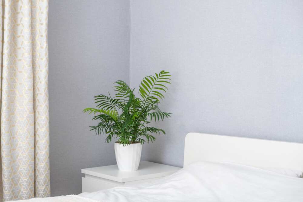 plants that don’t need sunlight