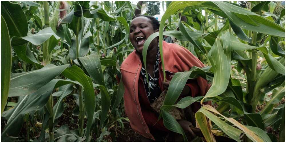 Kenyan Farmers are now buying and selling farm items with cryptocurrency, Safaru