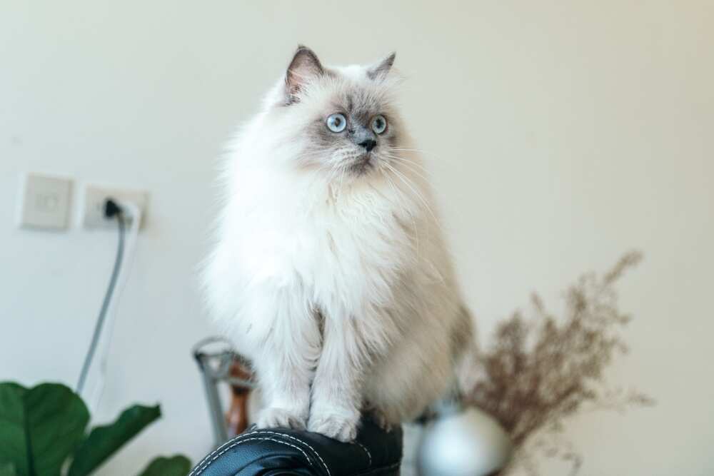 most expensive cat breeds most expensive cat breeds