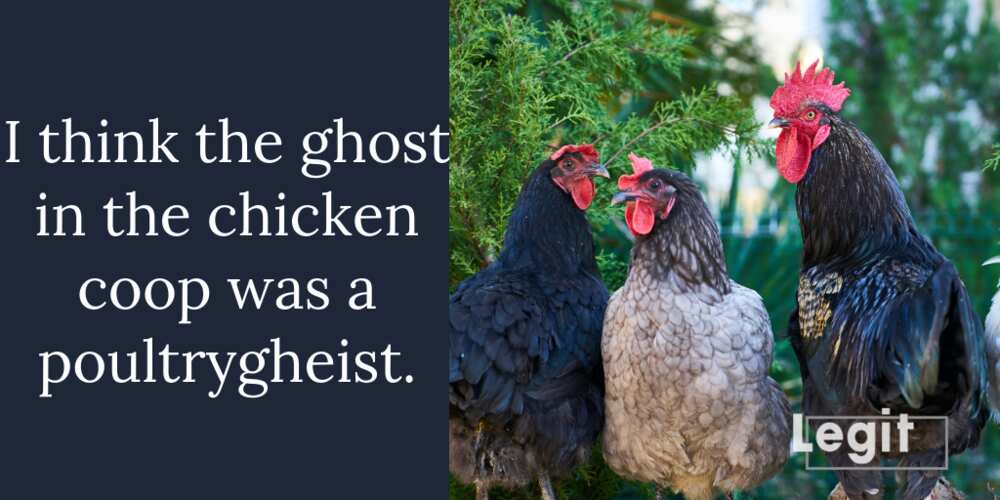 chicken puns