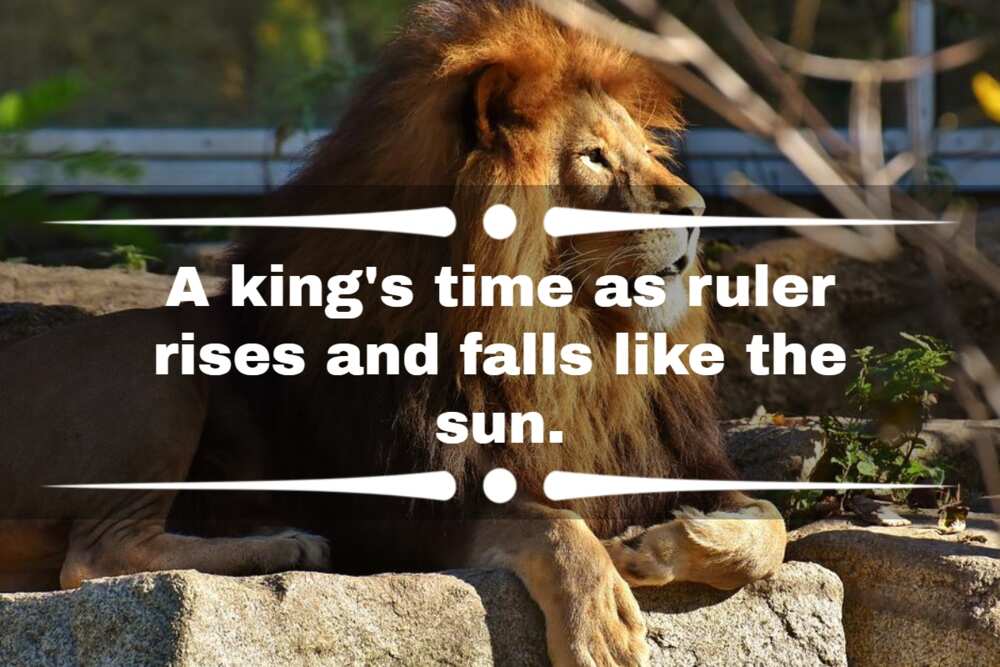 lion quotes for instagram