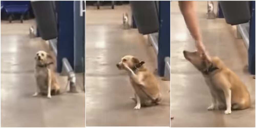 The dog waved at shoppers at a supermarket
