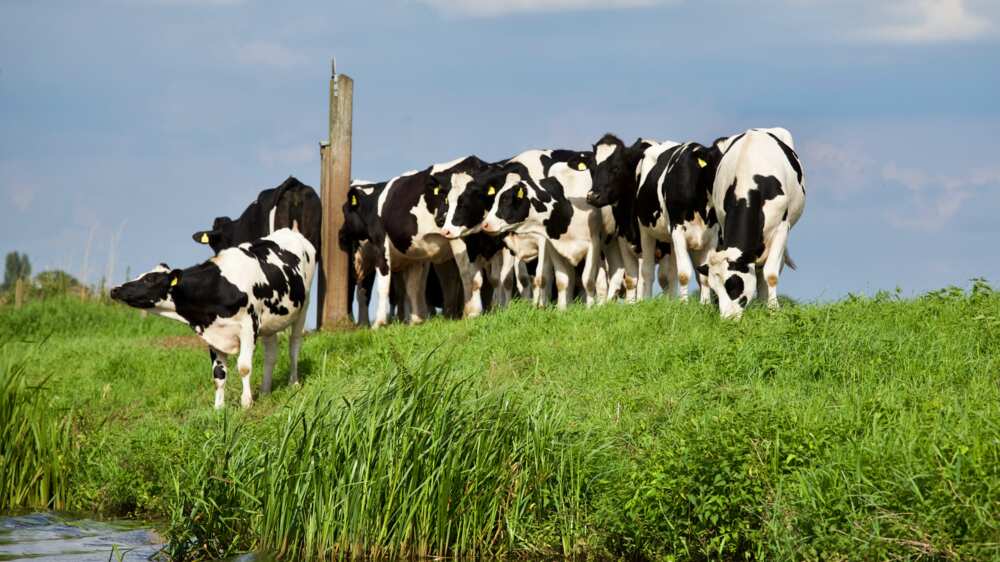 cow names cow names