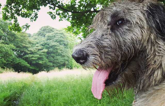 Irish wolfhound