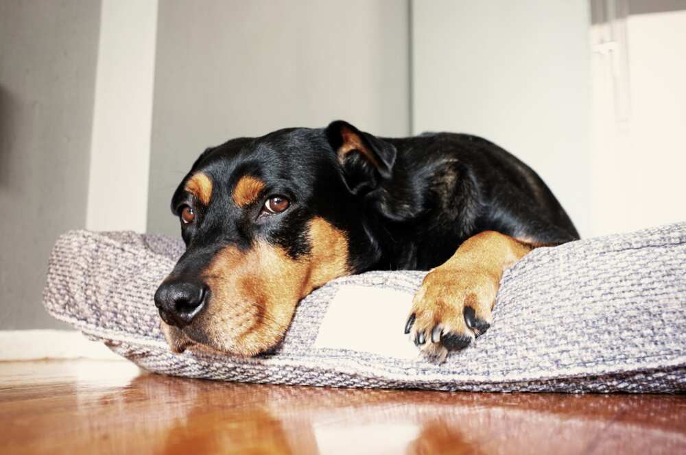 chien qui gratte son panier