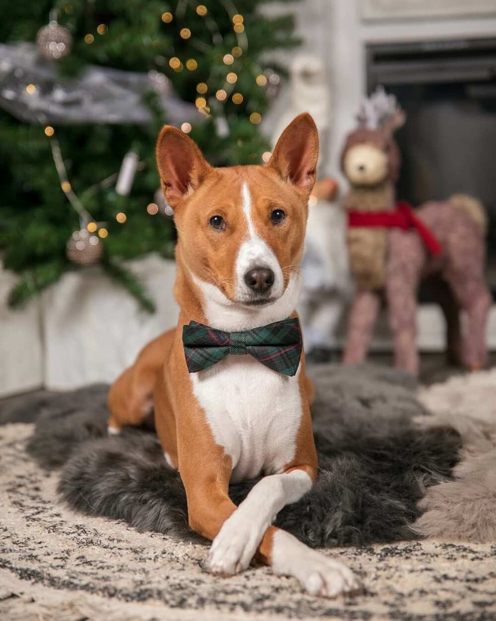 Le Basenji