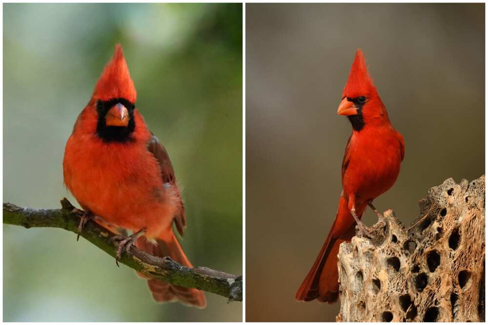 Cardinal symbolism