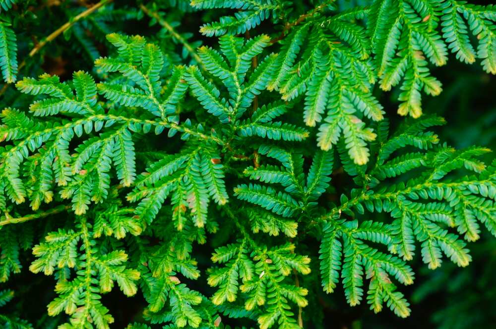 grasses and their botanical names grasses and their botanical names