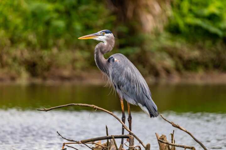 Bird symbolism: 10 common birds and what they are meant to represent ...