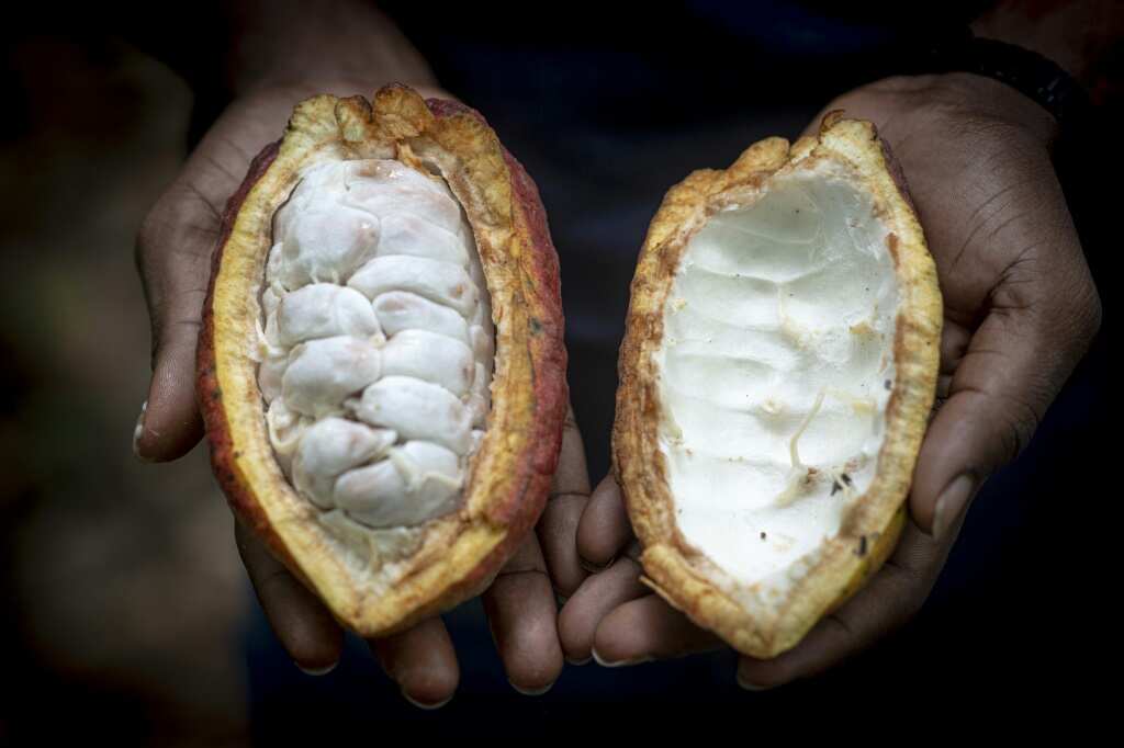 Illegal mining, smuggling threaten Ghana's cocoa industry