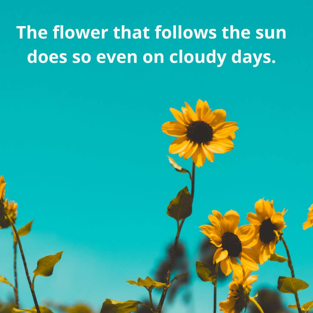 Sunflower sayings