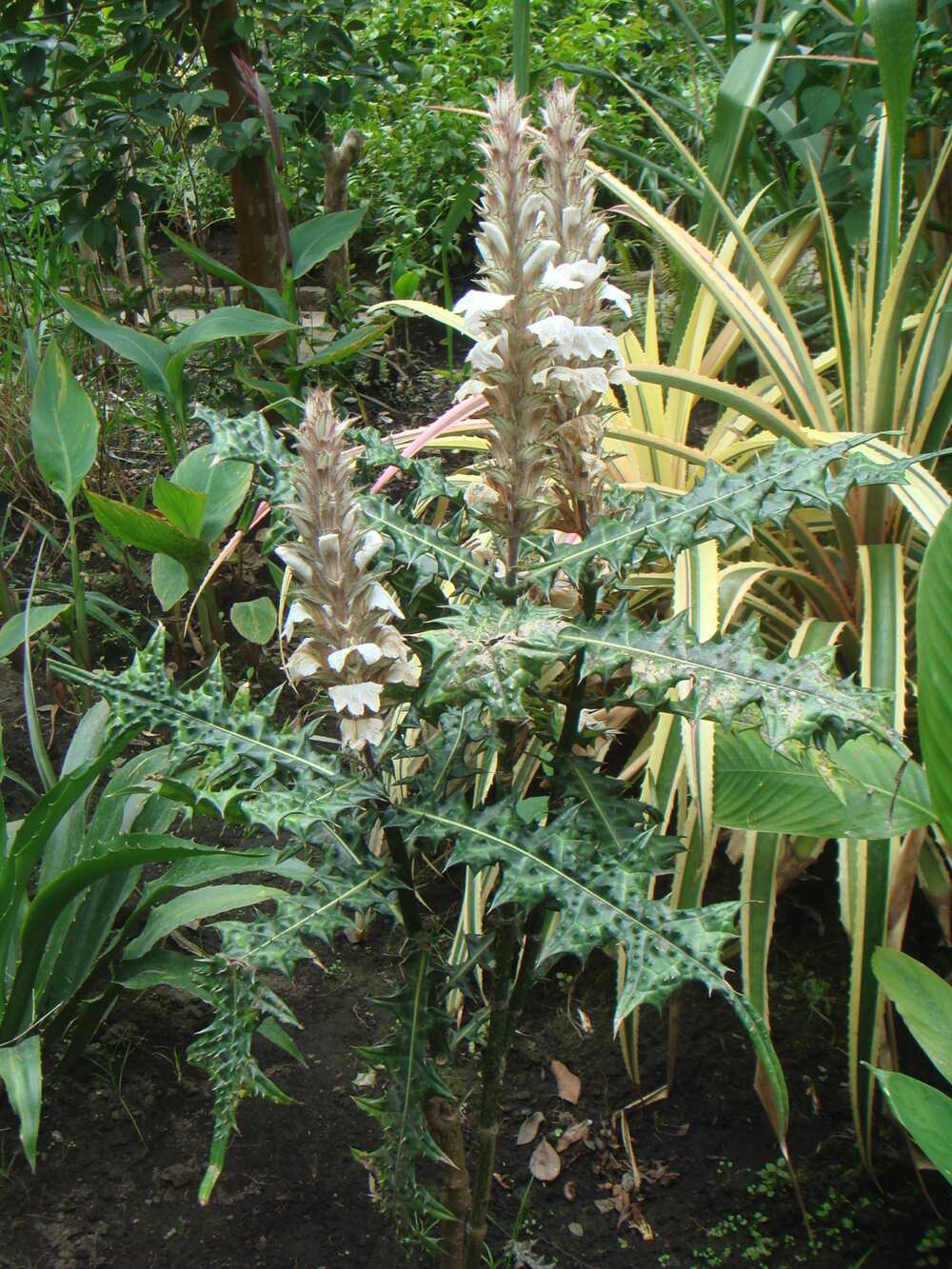 Acanthus montanus