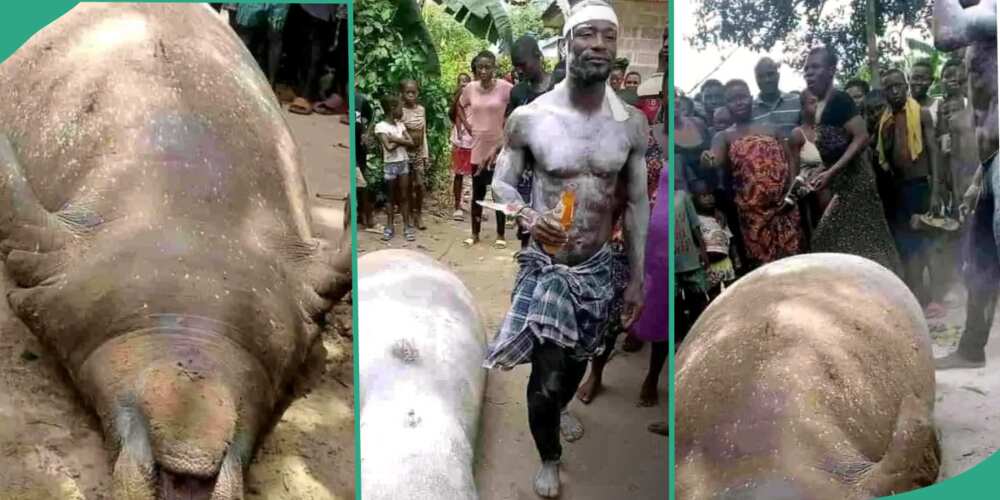Nigerian fisherman catches giant sea mammal in Rivers state
