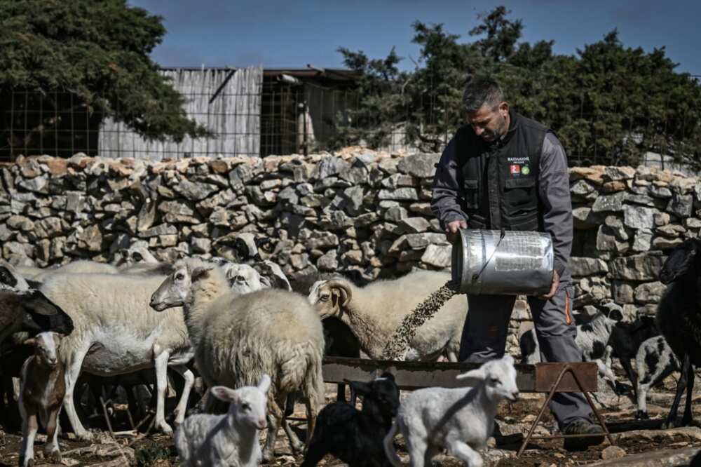 Some farmers have had to slaughter part of their herd because they can't afford to feed them anymore Some farmers have had to slaughter part of their herd because they can't afford to feed them anymore