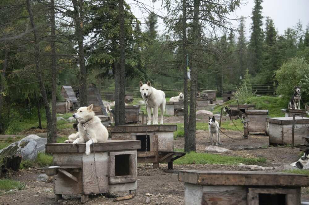 Canadian musher David Daley's dogs stand next to their kennels in Churchill, northern Canada