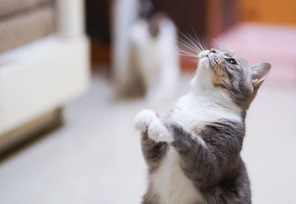 Funny cat names: 200+ ridiculous pet nicknames for your feline friend - Funny cat names: 200+ ridiculous pet nicknames for your feline friend -