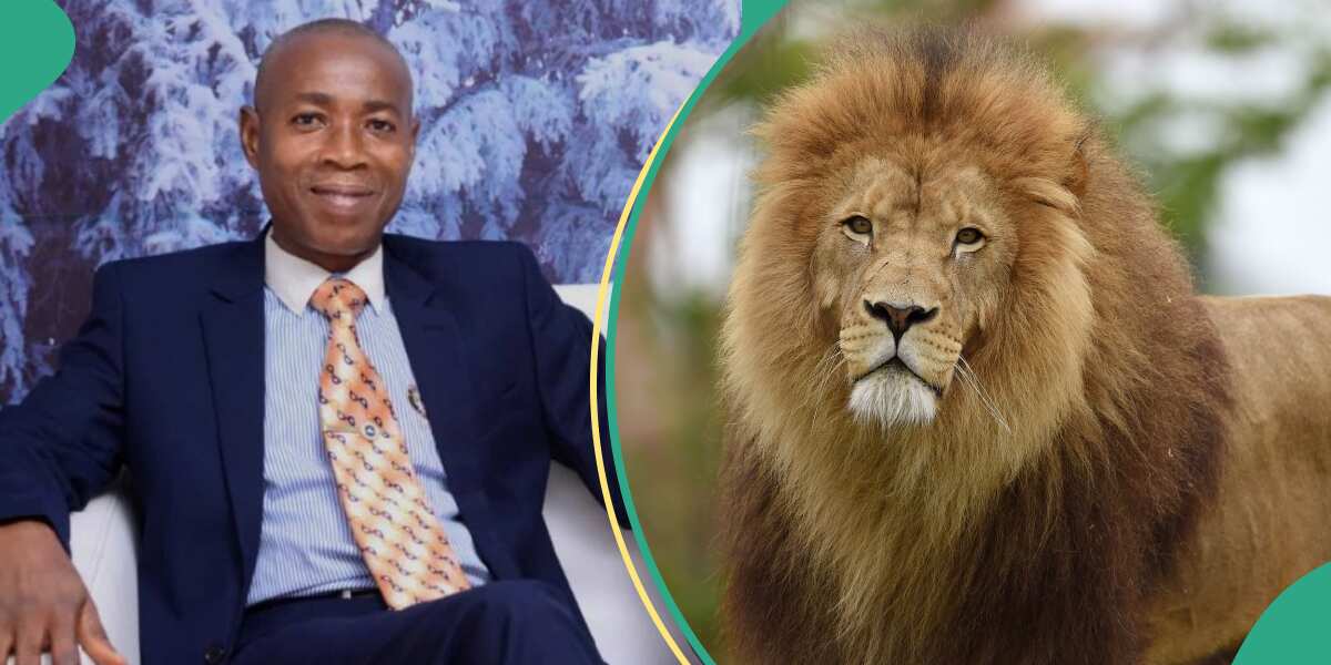 Details of how OAU zookeeper was killed by 9-year-old lion have emerged