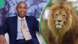 How OAU zookeeper was killed while trying to rescue woman from lion, NASU chairman narrates