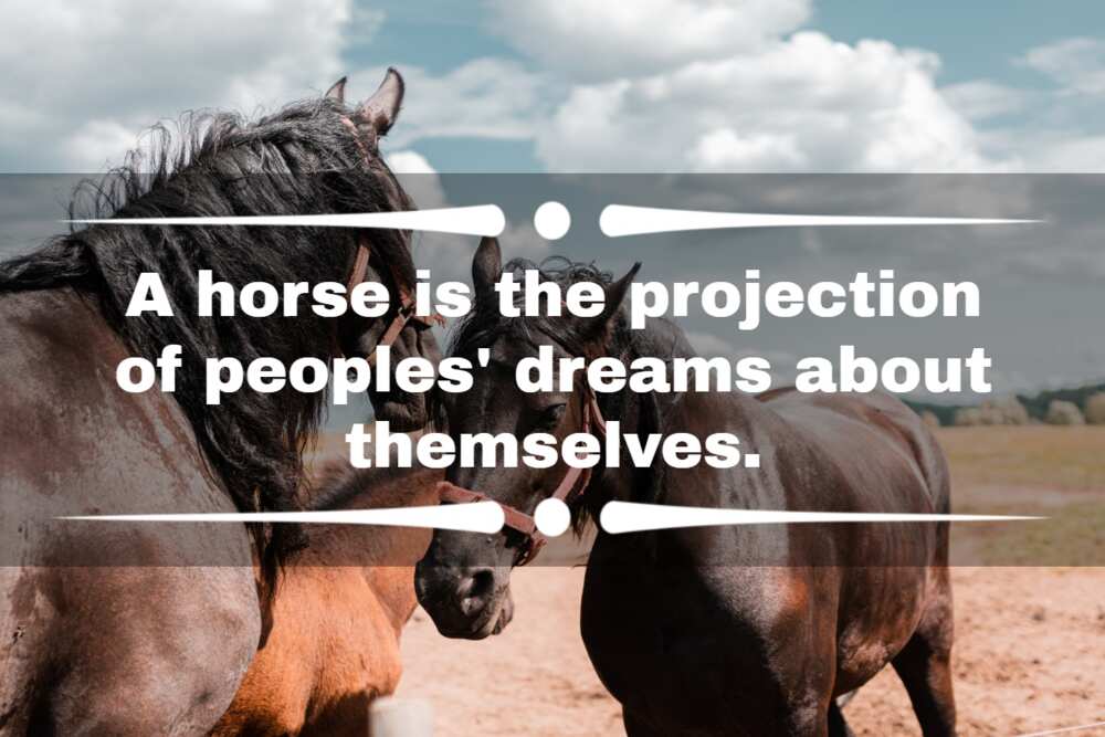 quotes about horses