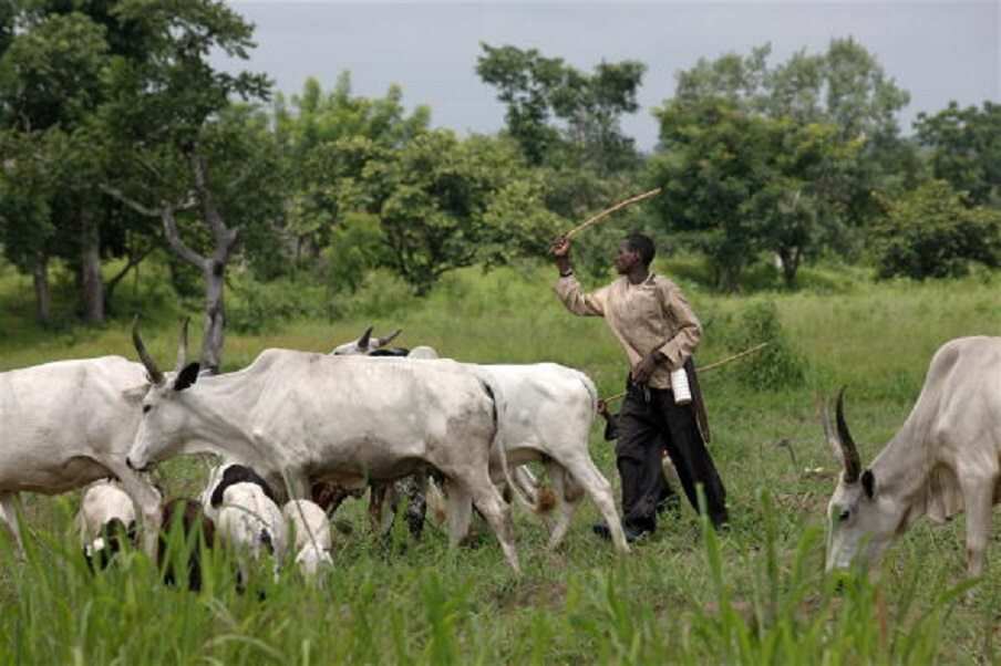 Ahmed Magem Lists 5 Steps To End Fulani Herdsmen Crisis In Nigeria Legitng 8083