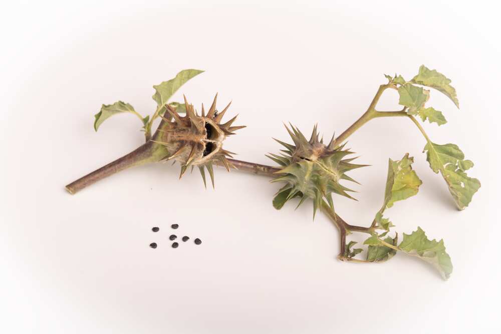 common nigerian weeds and their botanical names common nigerian weeds and their botanical names