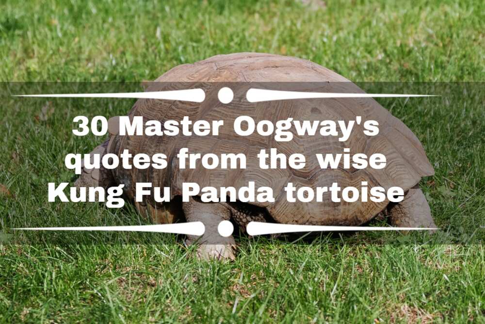 master oogway quote