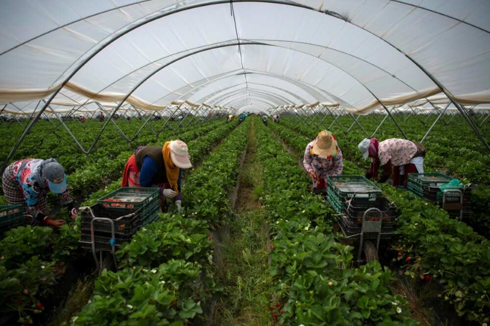 El boicot a la fresa deja en aprietos a los agricultores españoles