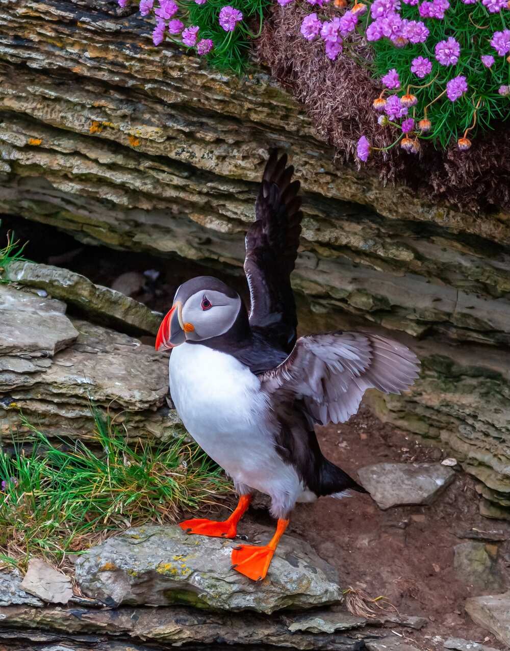 Rarest beautiful birds