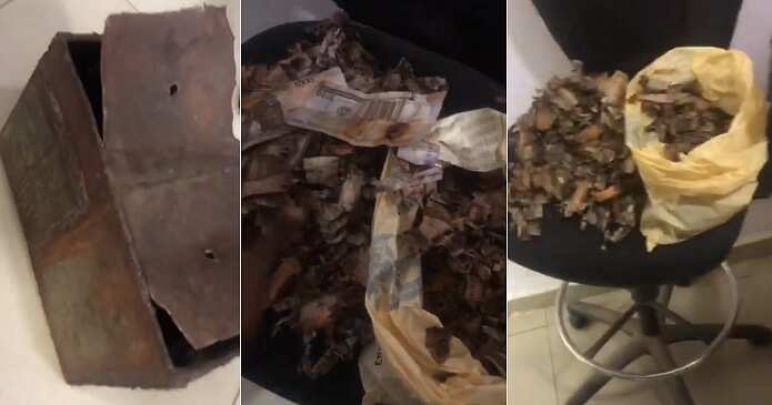Man discovers his money has decayed, piggy box